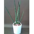 熊本県八代市フローリスト・つつみの花　スタッキー（観葉植物）